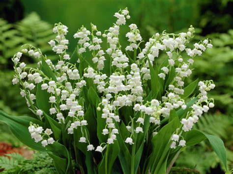 best lily of the valley.